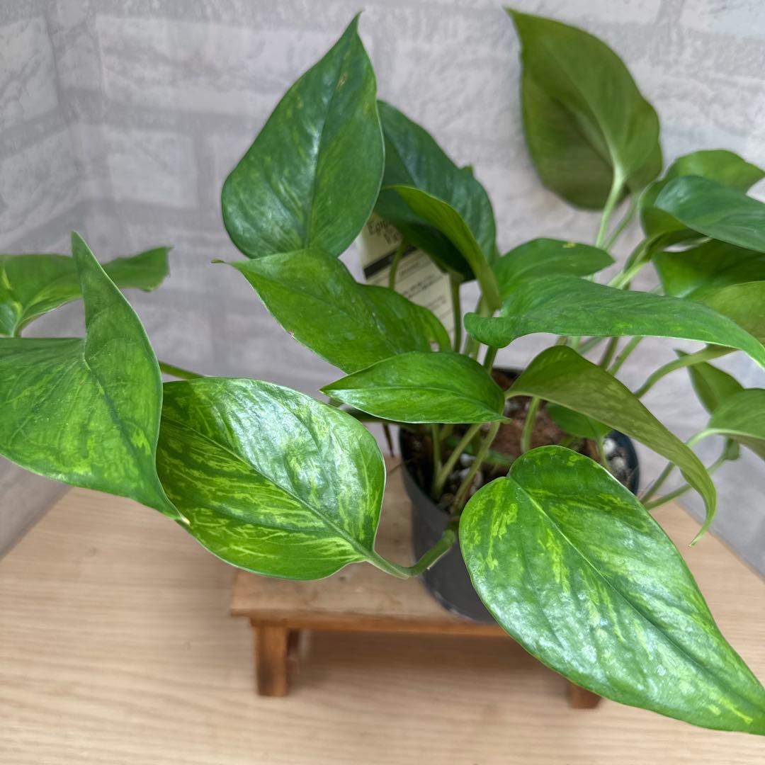 ☘観葉植物☘ポトス ビクトリー②
