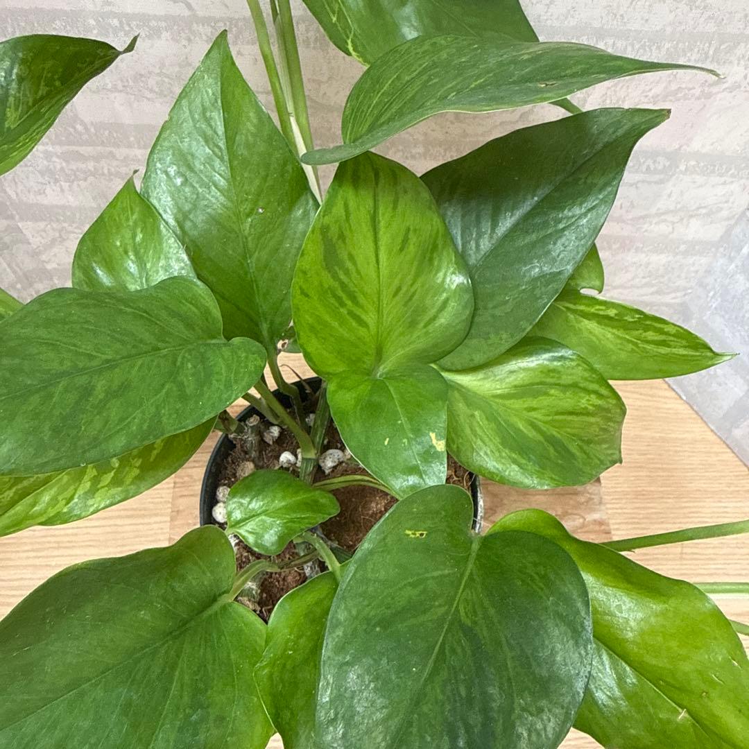 ☘観葉植物☘ポトス ビクトリー②