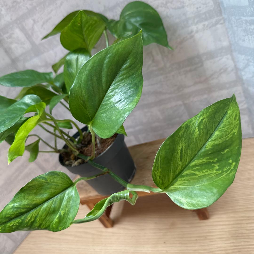 ☘観葉植物☘ポトス ビクトリー②