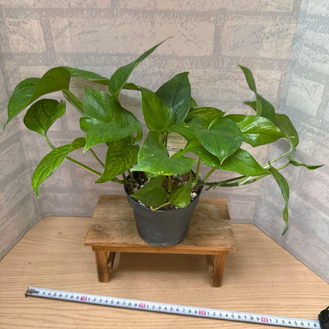 ☘観葉植物☘ポトス ビクトリー②