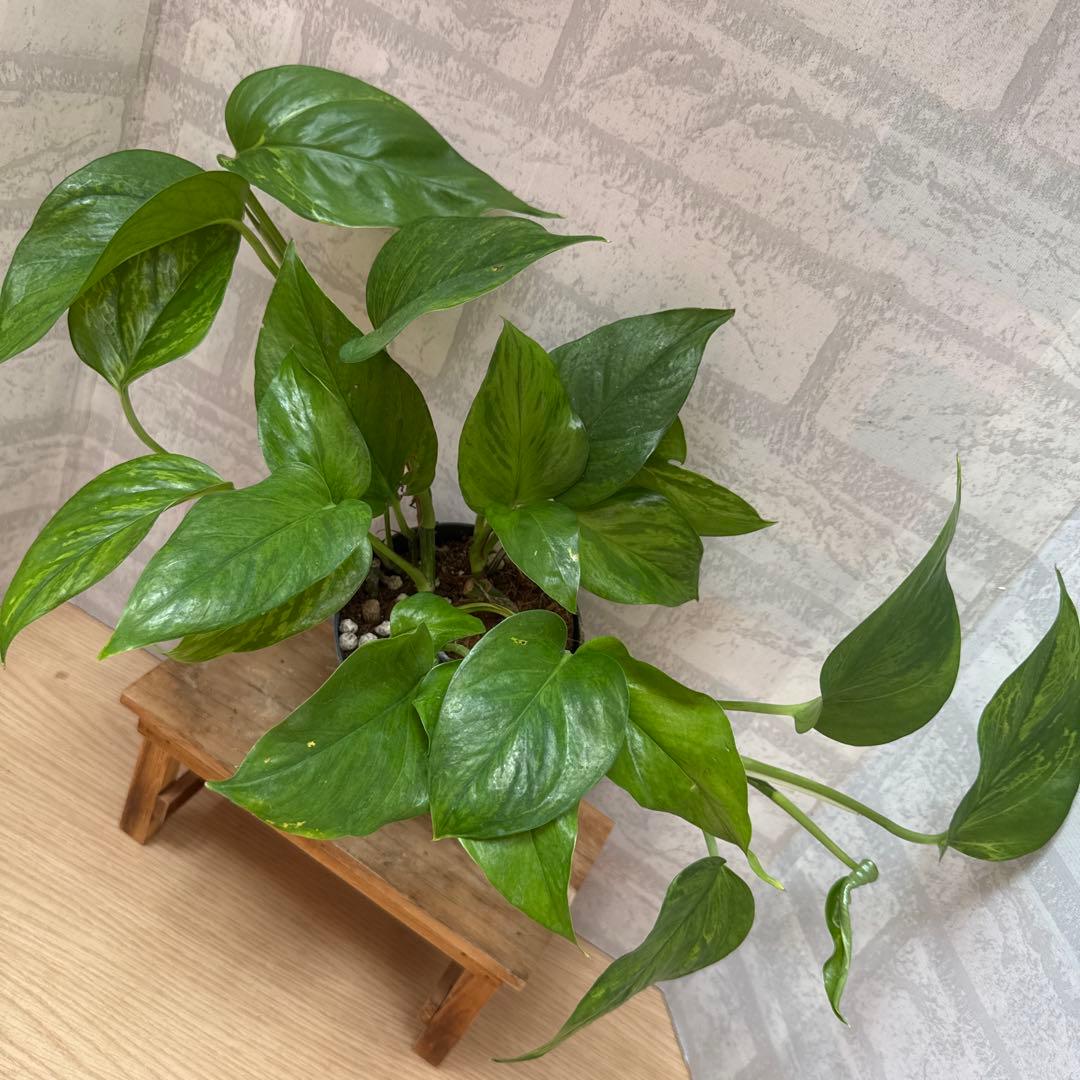 ☘観葉植物☘ポトス ビクトリー②