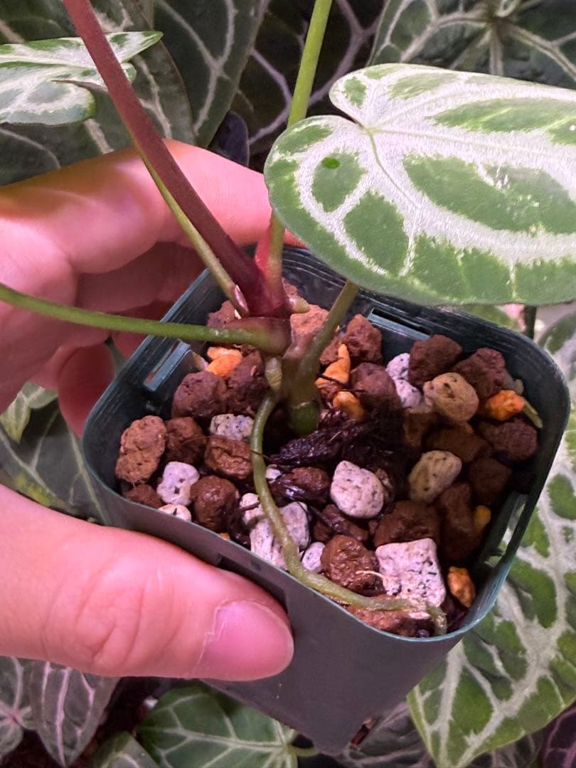 T*L様 アンスリウムHubro × “ANGEL`S DREAMxレッドクリス