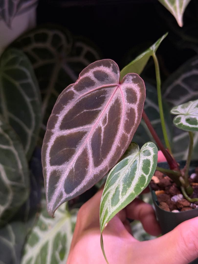 T*L様 アンスリウムHubro × “ANGEL`S DREAMxレッドクリス