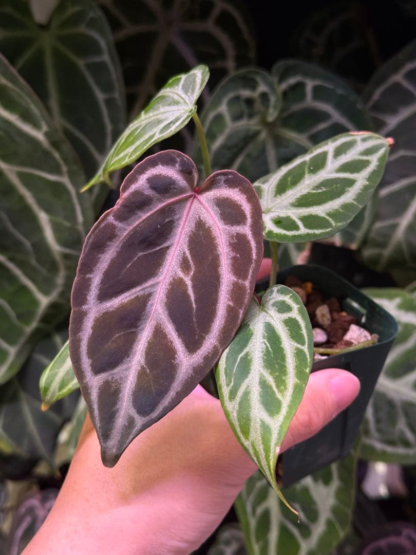 T*L様 アンスリウムHubro × “ANGEL`S DREAMxレッドクリス