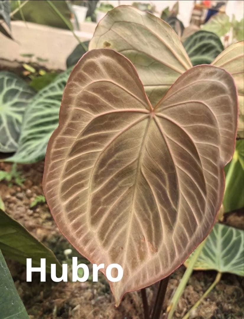 T*L様 アンスリウムHubro × “ANGEL`S DREAMxレッドクリス