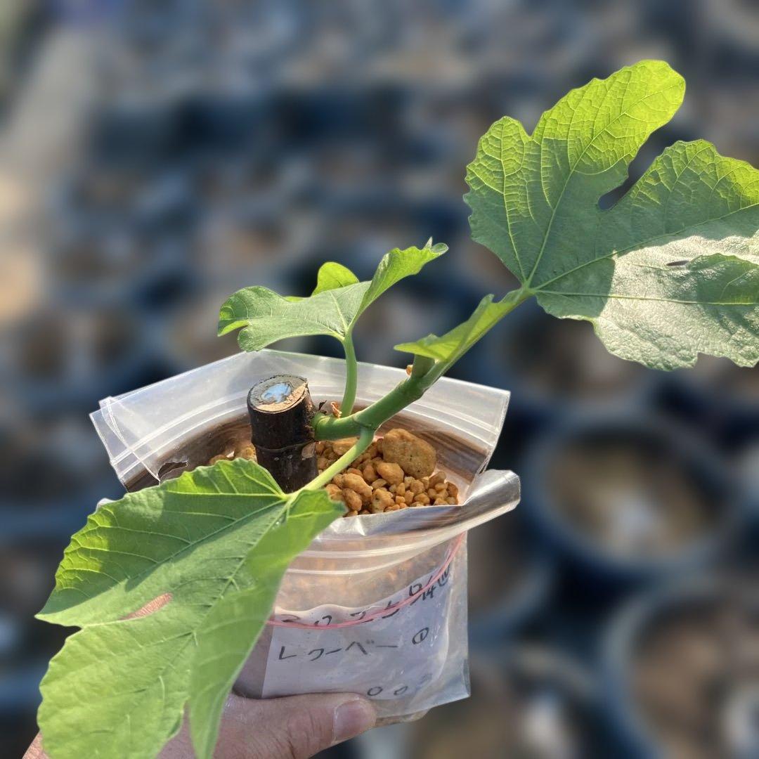 F いちじく苗木セットJamal Al Asfar他計６株セット