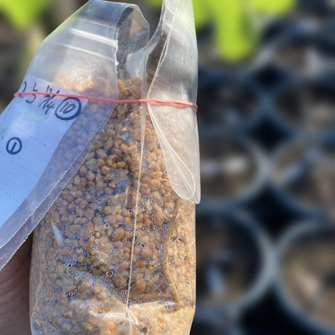 F いちじく苗木セットJamal Al Asfar他計６株セット