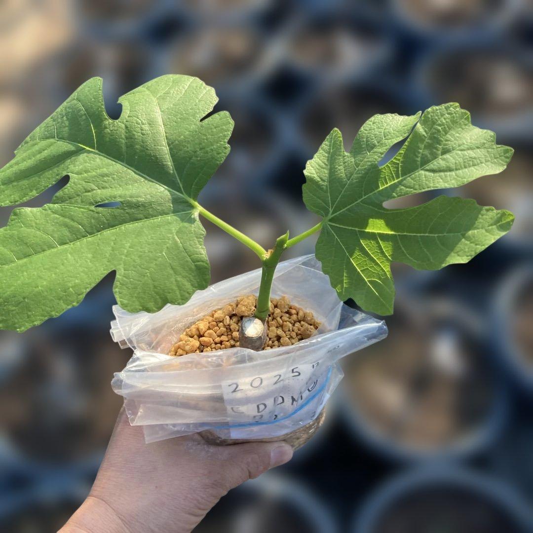 F いちじく苗木セットJamal Al Asfar他計６株セット