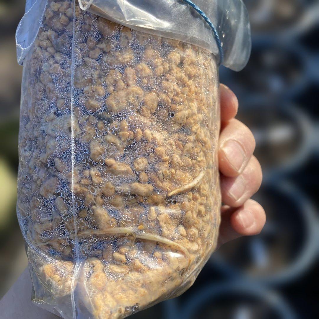 F いちじく苗木セットJamal Al Asfar他計６株セット