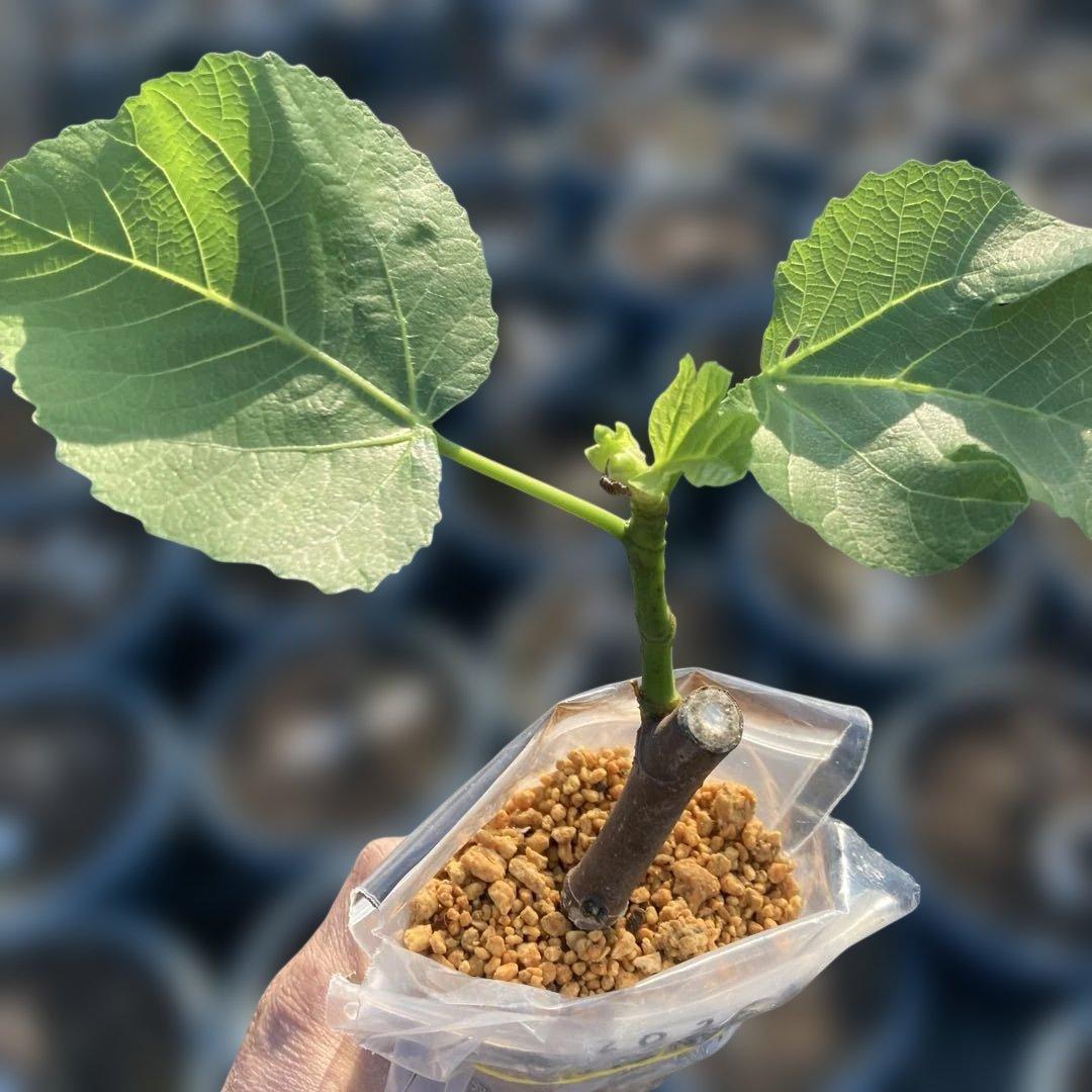 F いちじく苗木セットJamal Al Asfar他計６株セット