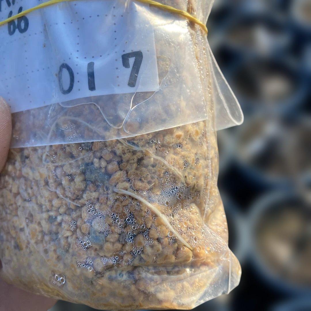 F いちじく苗木セットJamal Al Asfar他計６株セット