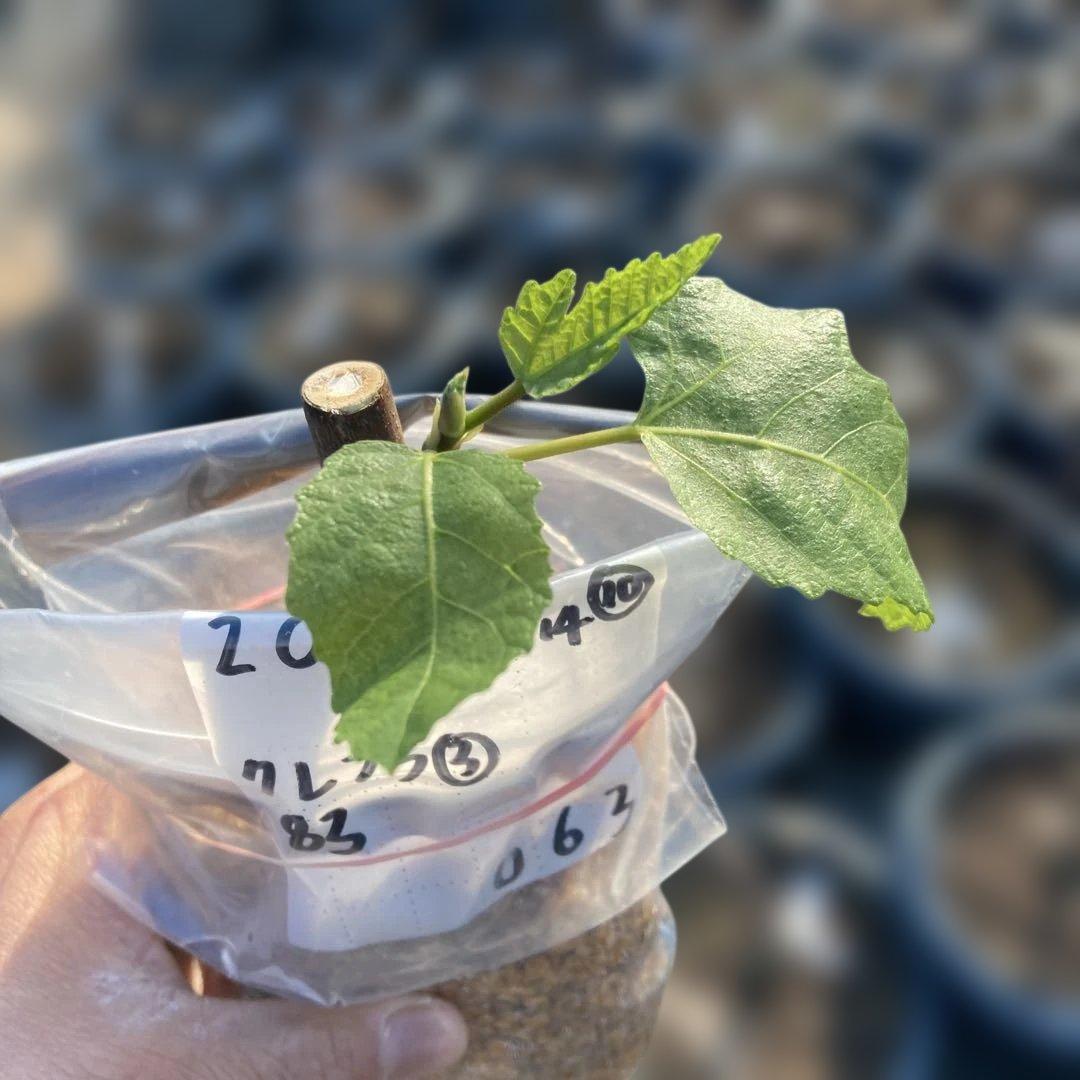 F いちじく苗木セットJamal Al Asfar他計６株セット