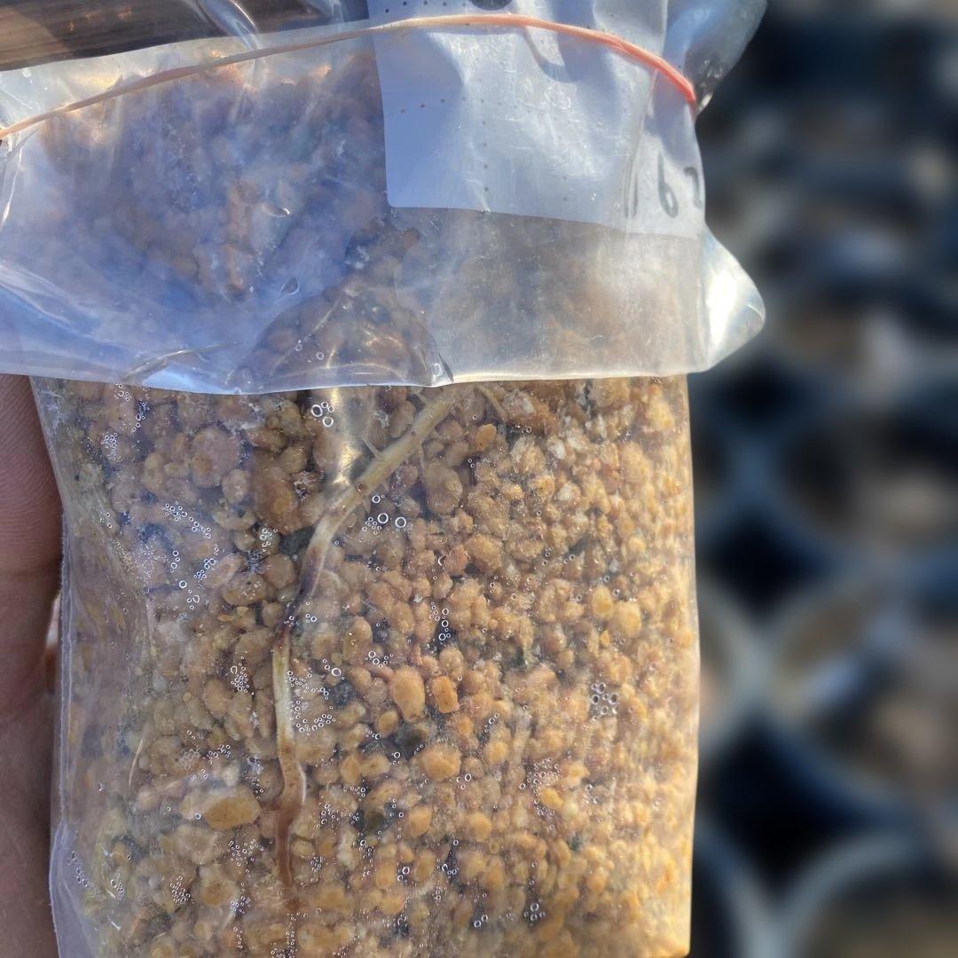 F いちじく苗木セットJamal Al Asfar他計６株セット