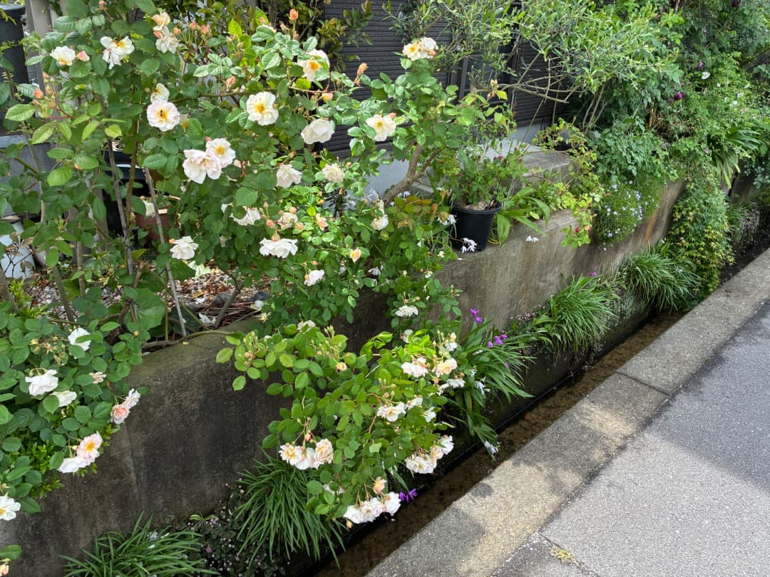 バラ大苗　【ペネロープ（ペネロペ）】