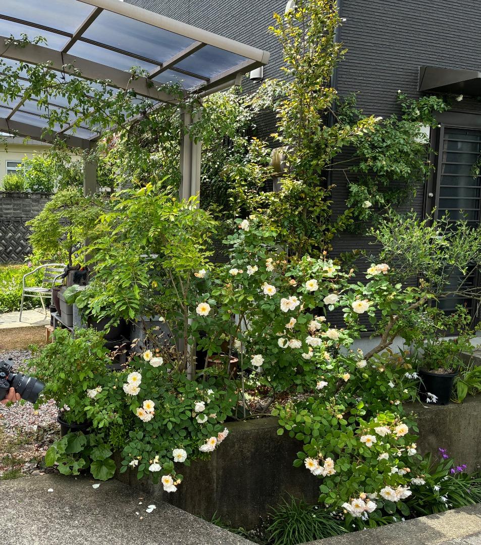 バラ大苗　【ペネロープ（ペネロペ）】