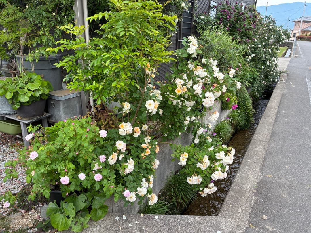 バラ大苗　【ペネロープ（ペネロペ）】