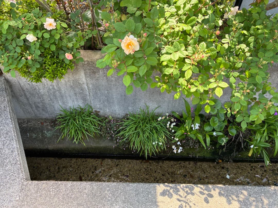 バラ大苗　【ペネロープ（ペネロペ）】