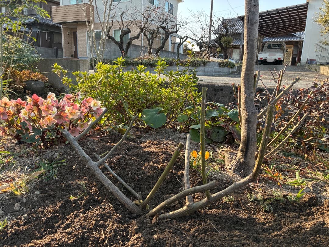 バラ大苗　【ペネロープ（ペネロペ）】