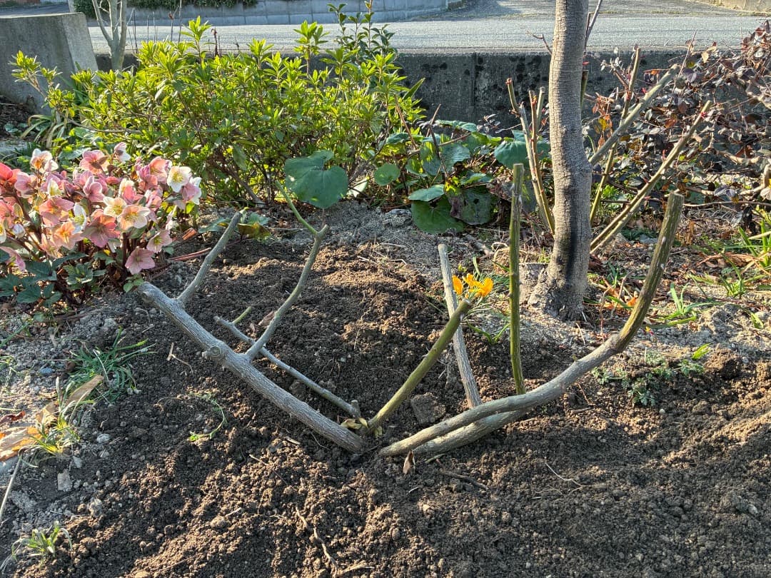 バラ大苗　【ペネロープ（ペネロペ）】