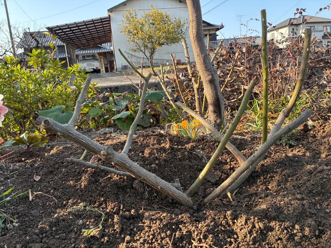 バラ大苗　【ペネロープ（ペネロペ）】