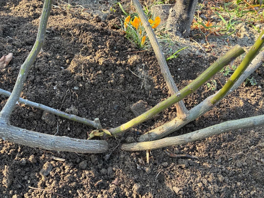 バラ大苗　【ペネロープ（ペネロペ）】