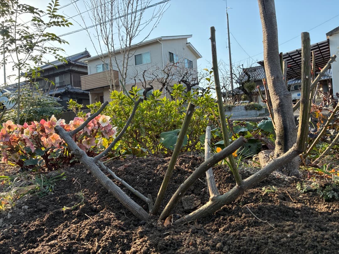 バラ大苗　【ペネロープ（ペネロペ）】