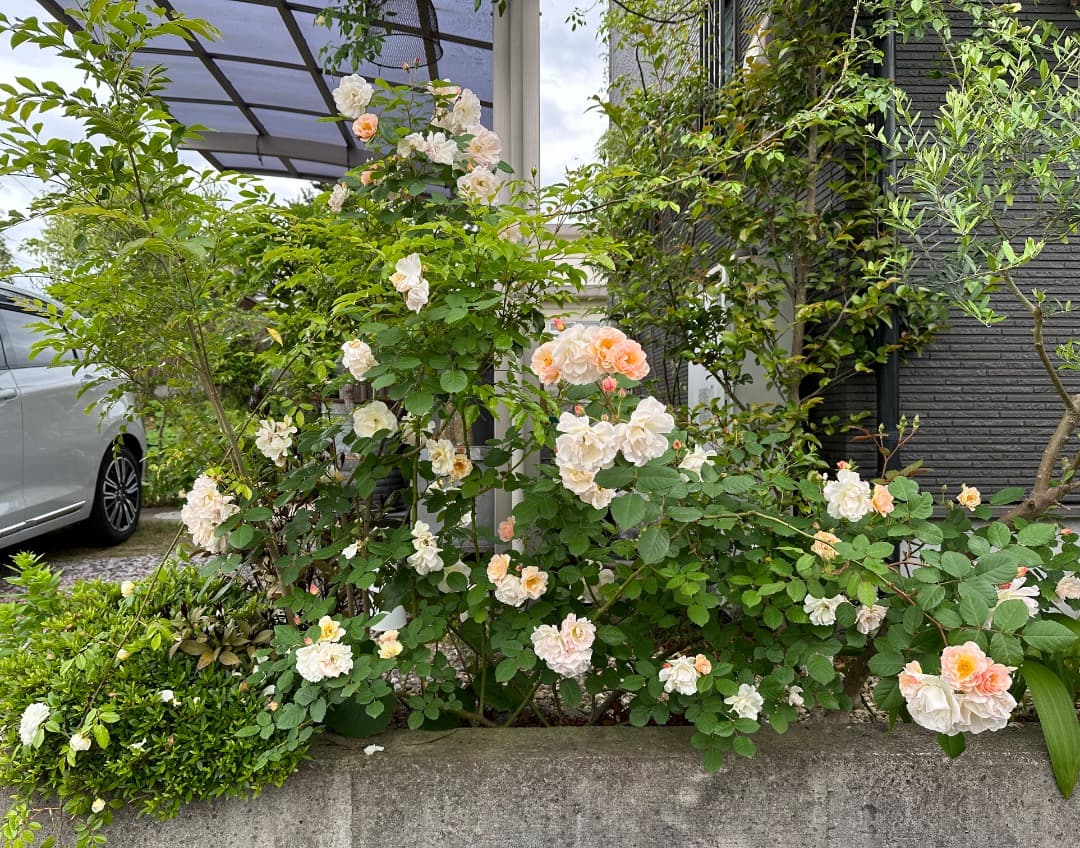 バラ大苗　【ペネロープ（ペネロペ）】