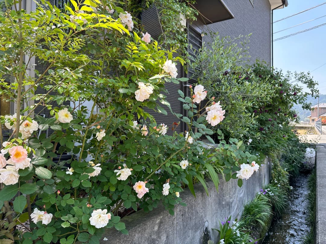 バラ大苗　【ペネロープ（ペネロペ）】