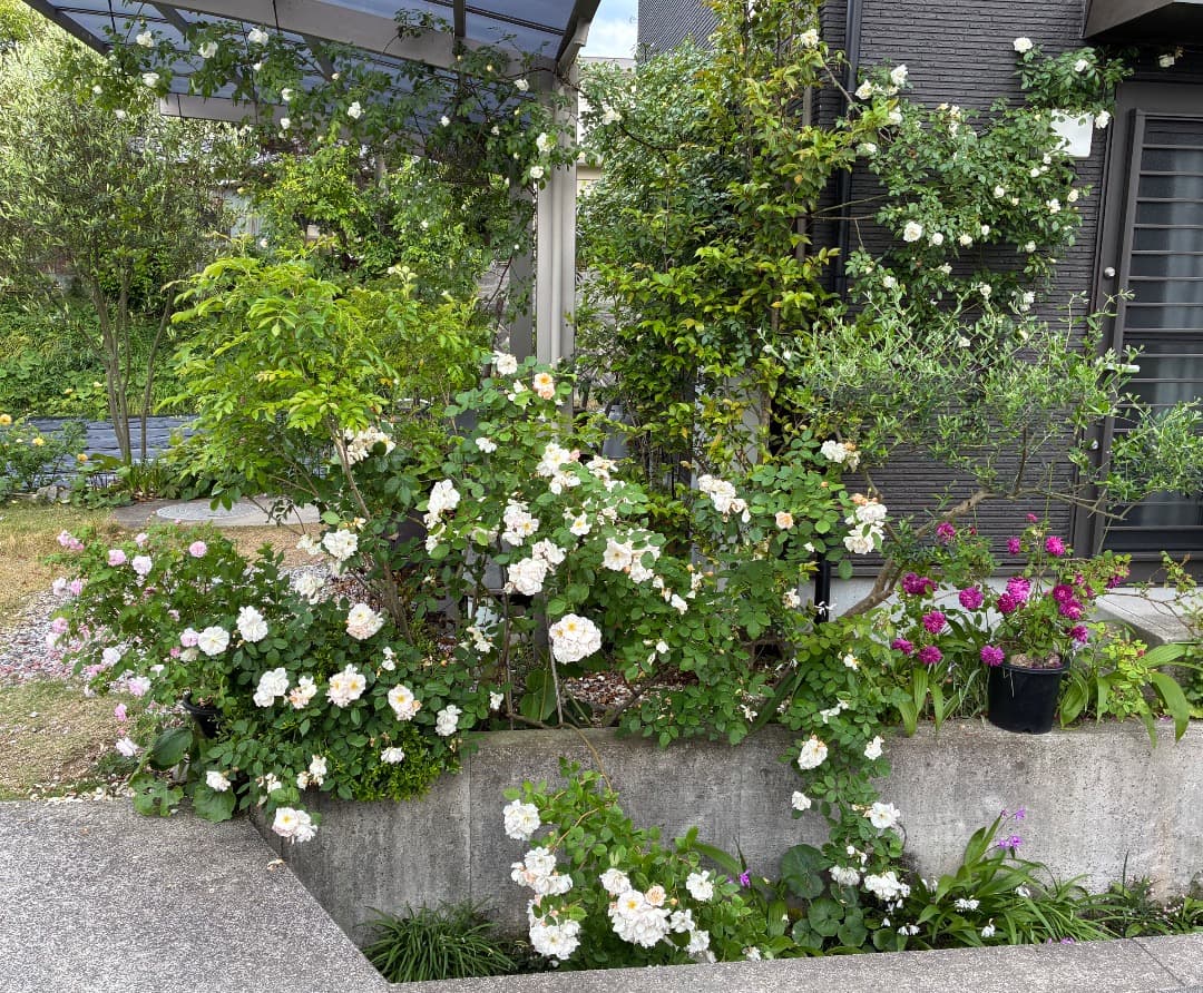 バラ大苗　【ペネロープ（ペネロペ）】