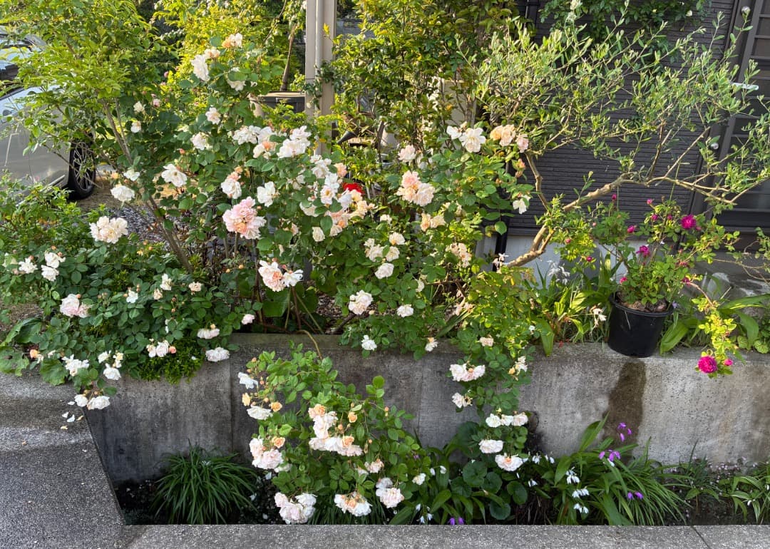 バラ大苗　【ペネロープ（ペネロペ）】