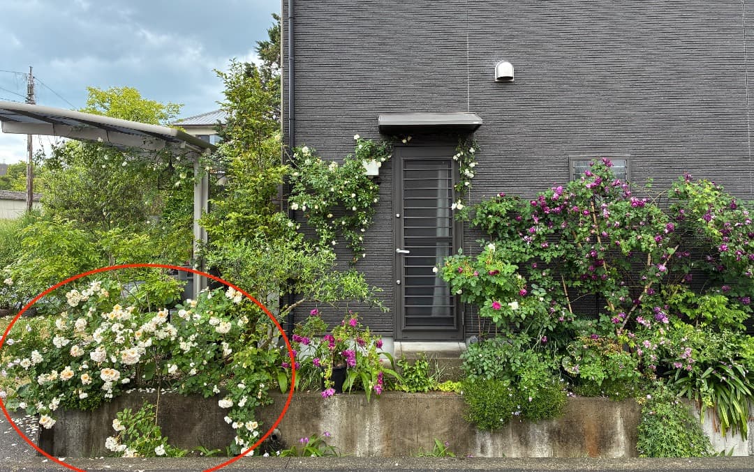 バラ大苗　【ペネロープ（ペネロペ）】