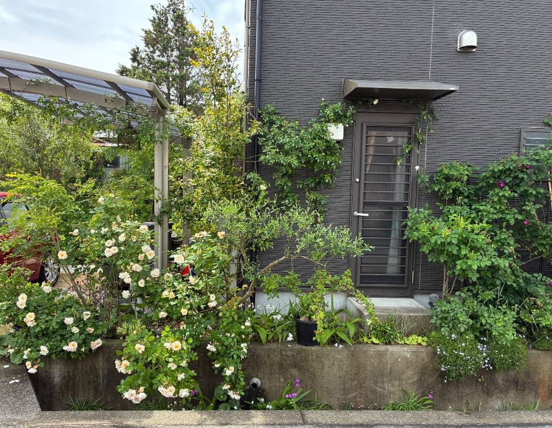 バラ大苗　【ペネロープ（ペネロペ）】