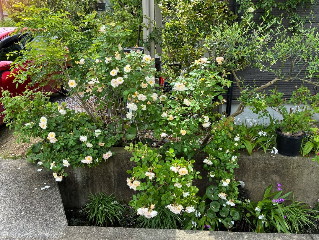 バラ大苗　【ペネロープ（ペネロペ）】