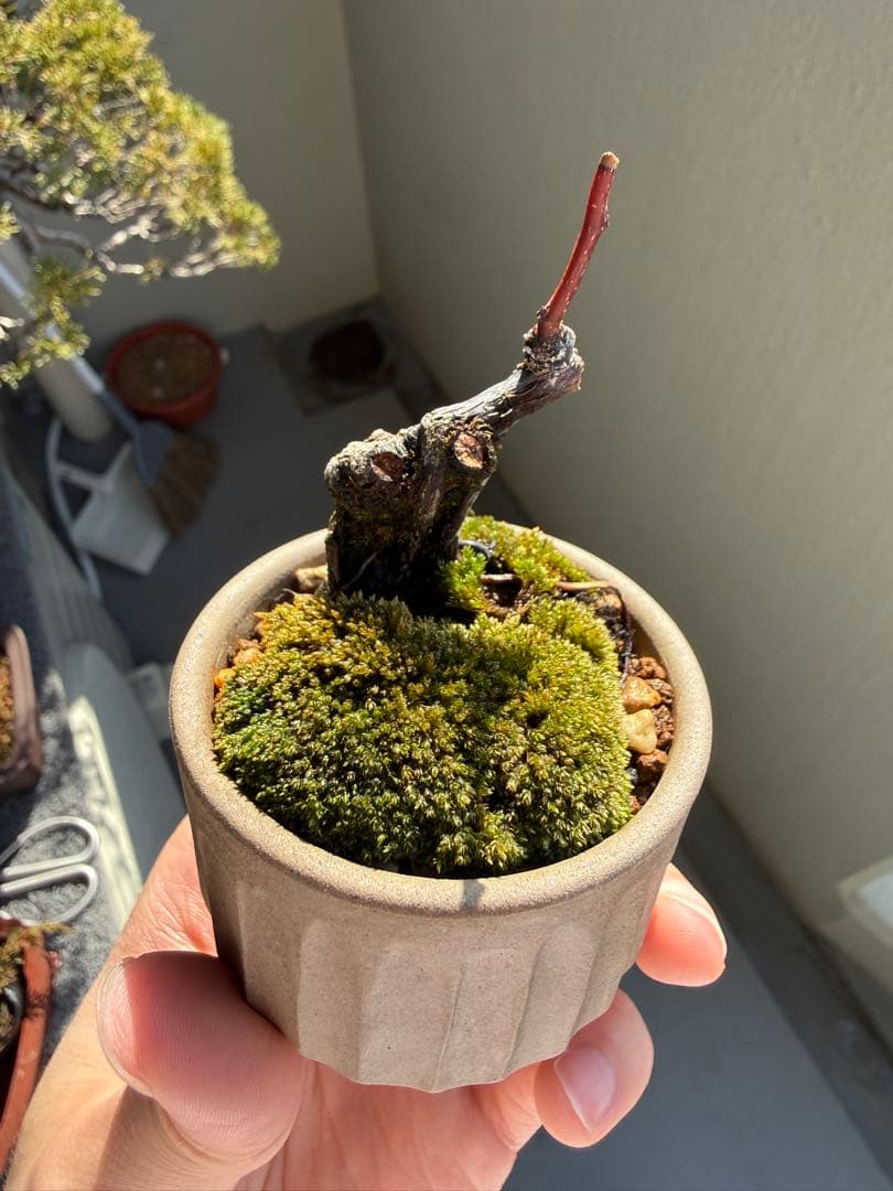 ミニ盆栽　ヤマもみじ　苔付き
