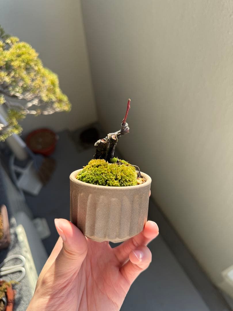 ミニ盆栽　ヤマもみじ　苔付き