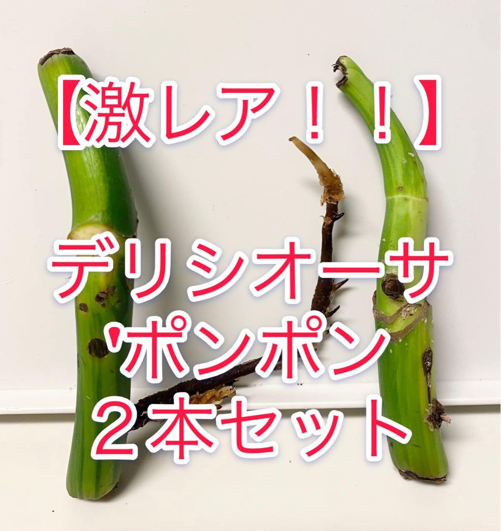 【激レア】モンステラ デリシオーサ ポンポン茎２本セット　脇芽（新芽）　斑入り①