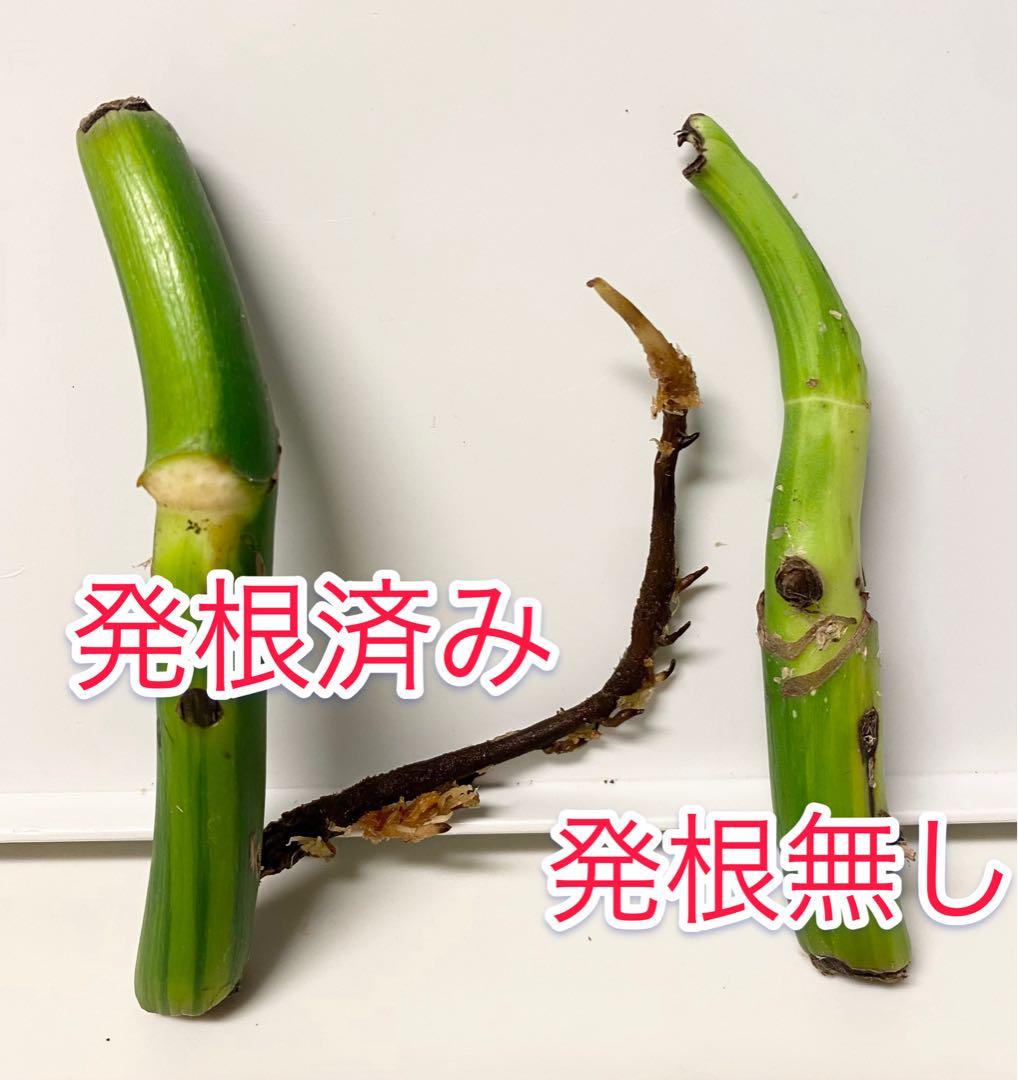 【激レア】モンステラ デリシオーサ ポンポン茎２本セット　脇芽（新芽）　斑入り①