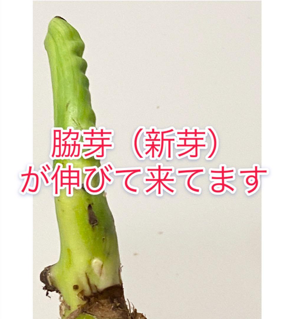 【激レア】モンステラ デリシオーサ ポンポン茎２本セット　脇芽（新芽）　斑入り①