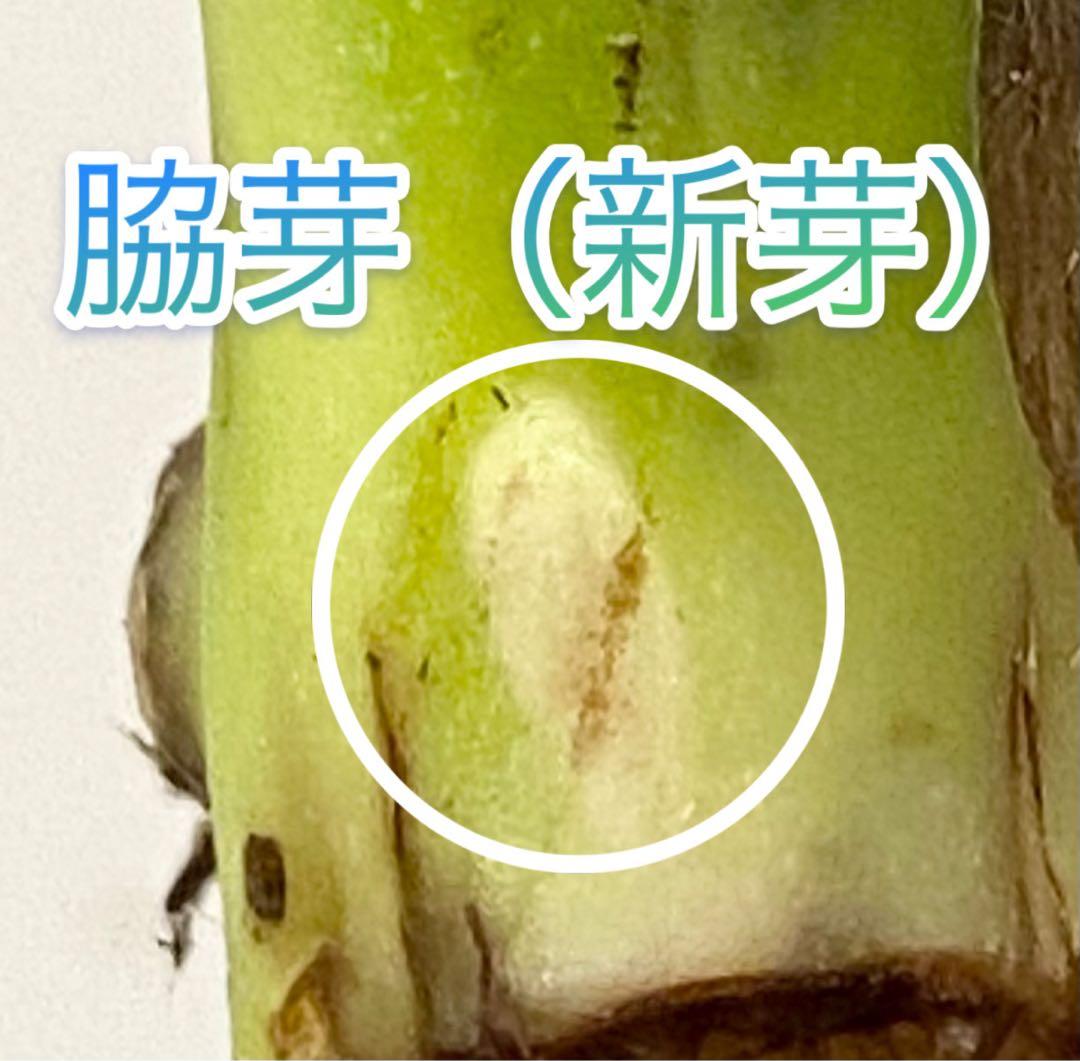 【激レア】モンステラ デリシオーサ ポンポン茎２本セット　脇芽（新芽）　斑入り①