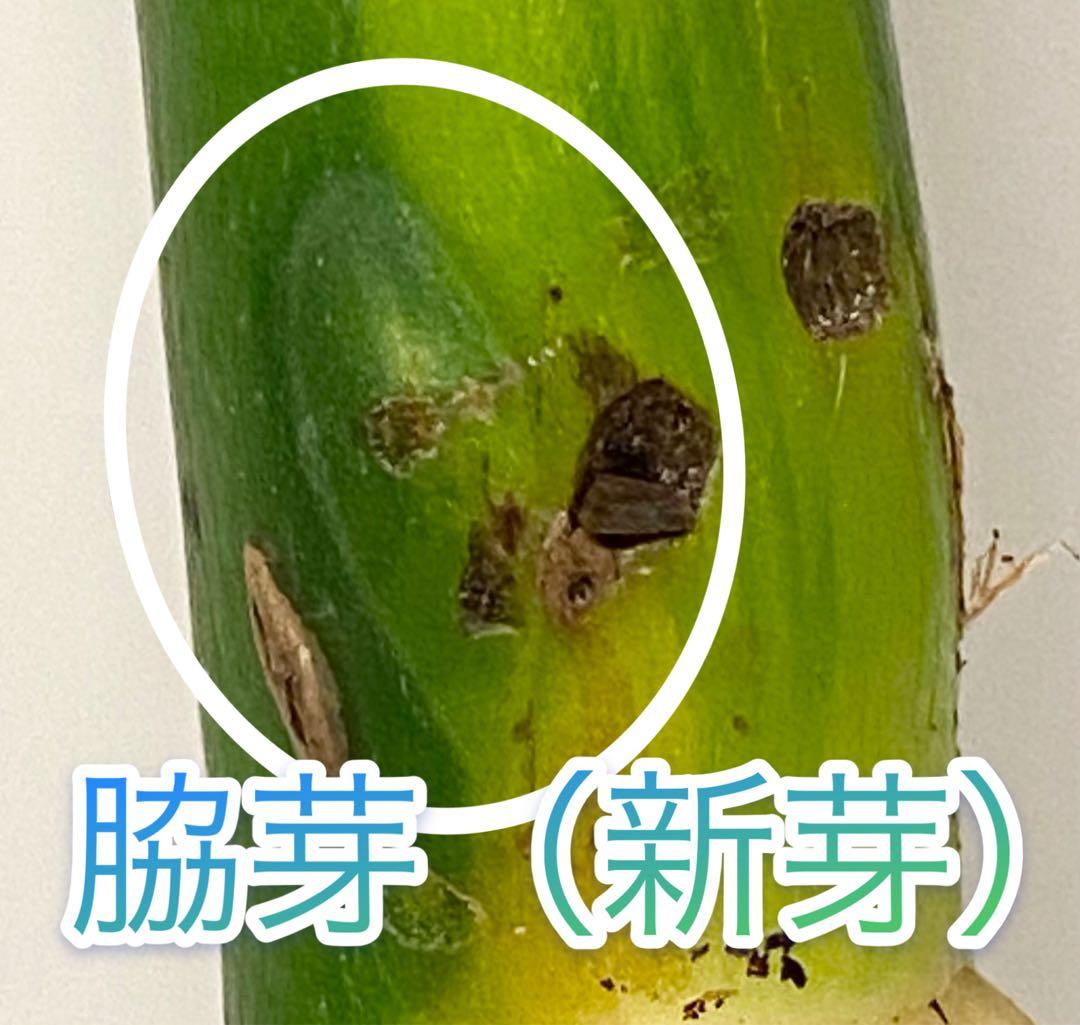 【激レア】モンステラ デリシオーサ ポンポン茎２本セット　脇芽（新芽）　斑入り①