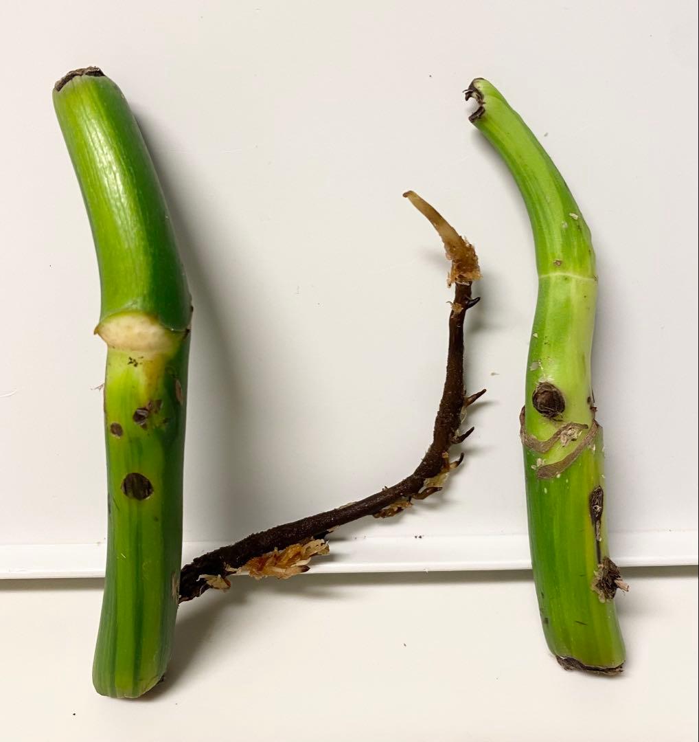 【激レア】モンステラ デリシオーサ ポンポン茎２本セット　脇芽（新芽）　斑入り①