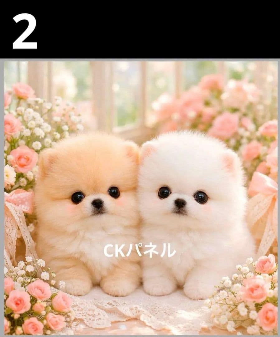 オーダーページ　ハンカチ　428 ポメラニアン柄　ハンドメイド1/25