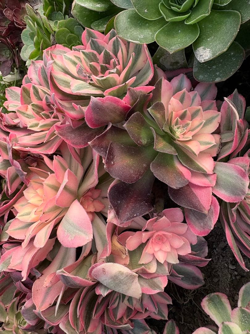 アエオニウム　カヨウネンカ錦