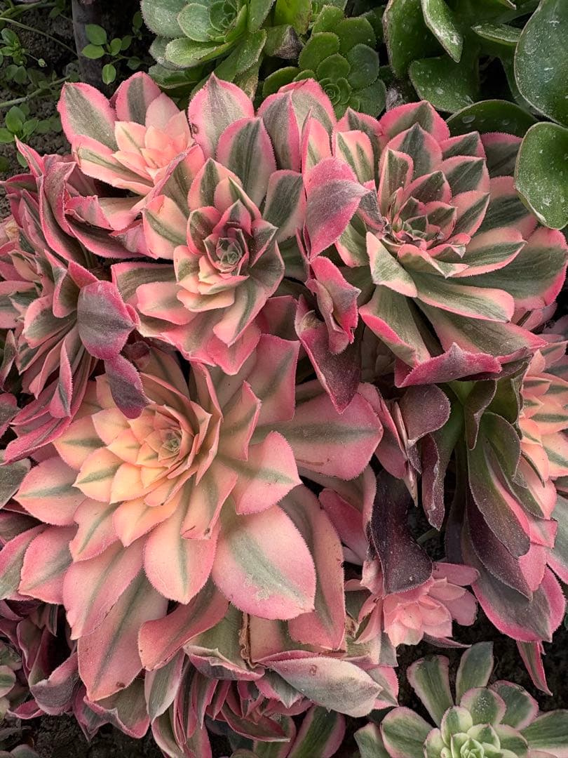 アエオニウム　カヨウネンカ錦