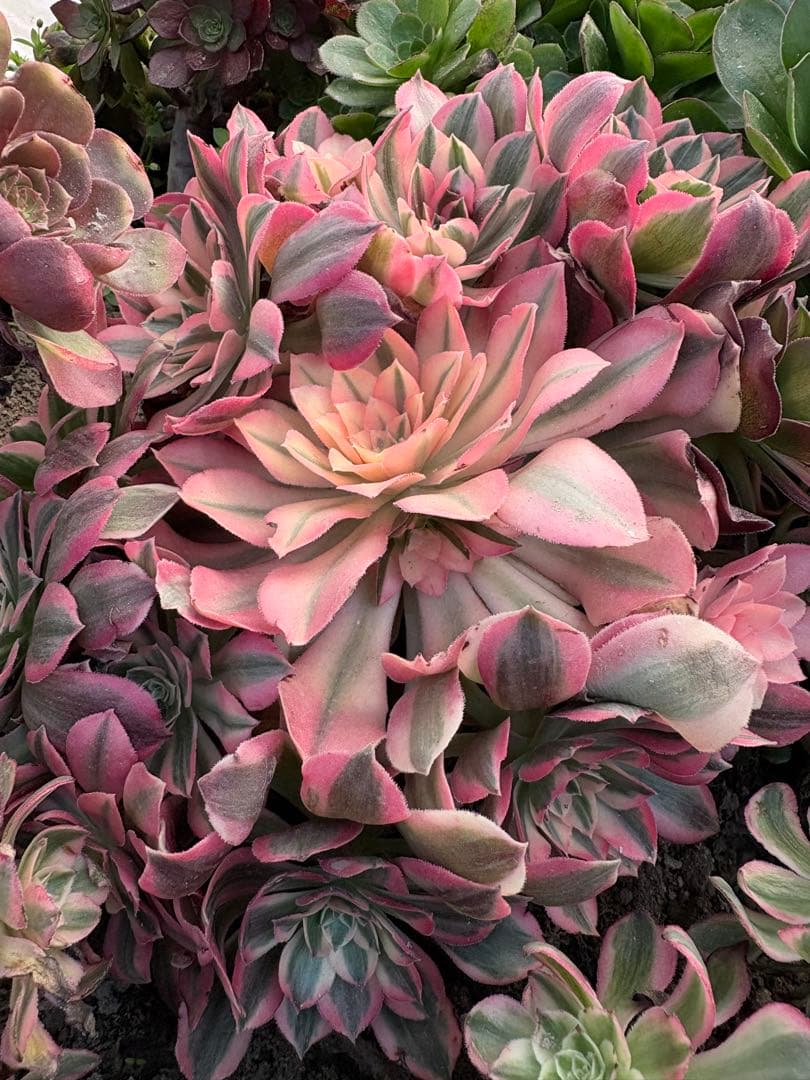 アエオニウム　カヨウネンカ錦