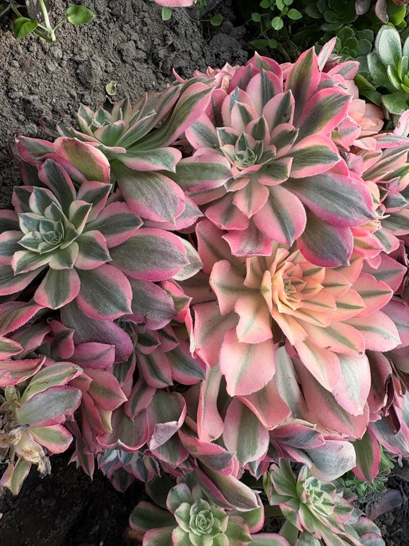 アエオニウム　カヨウネンカ錦