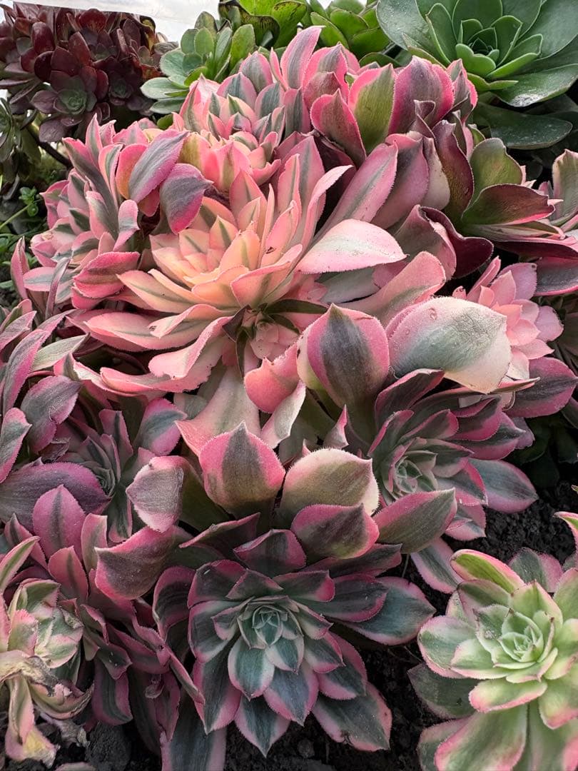 アエオニウム　カヨウネンカ錦