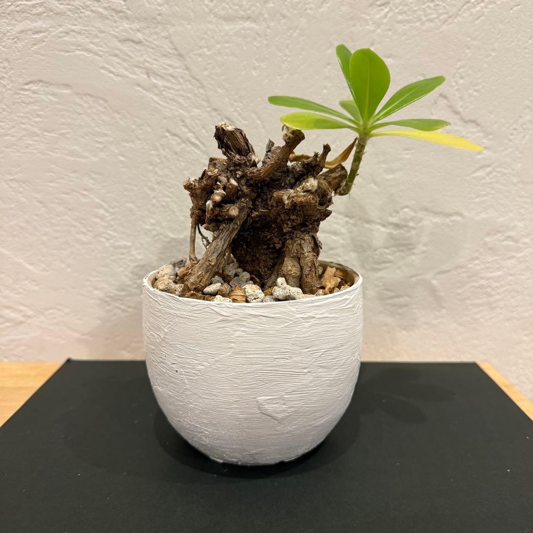 クサトベラ 観葉植物 発根済 盆栽風 琉球盆栽風 植物