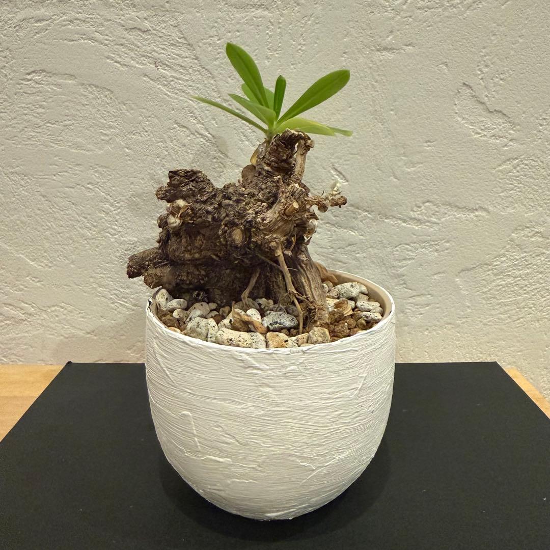 クサトベラ 観葉植物 発根済 盆栽風 琉球盆栽風 植物