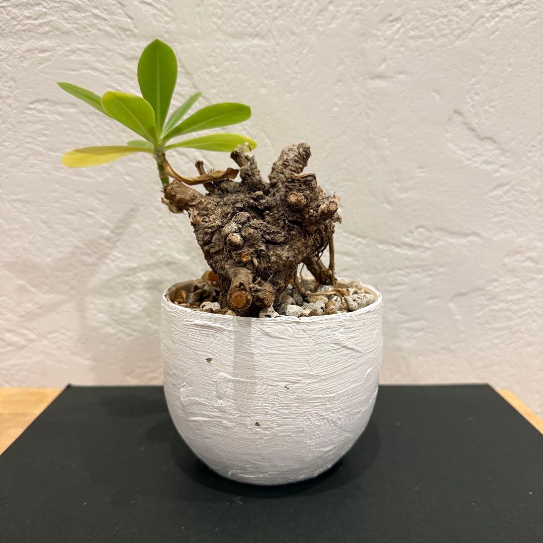 クサトベラ 観葉植物 発根済 盆栽風 琉球盆栽風 植物